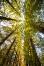 Low angle shot of Forest with tall trees with yellow leaves autumn foliage in Nami Island, South korea Royalty Free Stock Photo