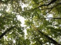 Low angle shot of Formosan Sweet Gums on a sunny sky background