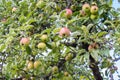 Low angle shot of fresh red green apples growing on a tree Royalty Free Stock Photo