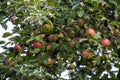 Low angle shot of fresh red green apples growing on a tree Royalty Free Stock Photo