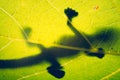 Low-angle shot of the frog shadow on the green leaf Royalty Free Stock Photo
