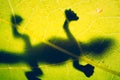 Low-angle shot of the frog shadow on the green leaf Royalty Free Stock Photo