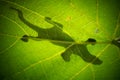 Low-angle shot of the frog shadow on the green leaf