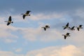 Low angle shot of a gaggle of geese flying under the blue cloudy sky above Brussels