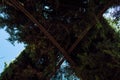 Low angle shot of garden trees in Real Alcazar, Seville Royalty Free Stock Photo