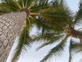 Low angle shot of a giant palm tree with a cloudy sky on the horizon