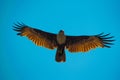 Low angle shot of a golden hawk flying on a blue sky background