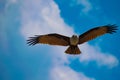 Low angle shot of a golden hawk flying on a blue sky background