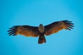 Low angle shot of a golden hawk flying on a blue sky background