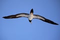 Low-angle shot of the Great albatross flying in the blue sky on a sunny day