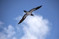 Low-angle shot of the Great albatross flying in the blue sky on a sunny day