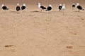 Low angle shot of great black-backed gulls in a field Royalty Free Stock Photo