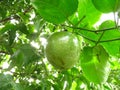 Low angle shot of green marakuya fruit on a tree