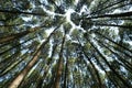 Low angle shot of green pines forest Royalty Free Stock Photo