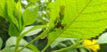 Low angle shot of a green plant with two ladybugs wandering under the leves on the flowering twigs.. Royalty Free Stock Photo