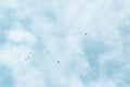 Low angle shot of a group of birds flying in the beautiful cloudy sky