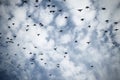 Low angle shot of a group of birds flying in the cloudy sky Royalty Free Stock Photo