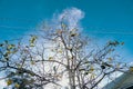 Low angle shot of growing Common Persimmon tree