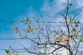 Low angle shot of growing Common Persimmon tree