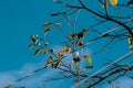 Low angle shot of growing Common Persimmon tree