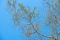 Low angle shot of half-dried tree branches under the blue sky Royalty Free Stock Photo