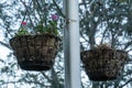 Low angle shot of hanging large flowerpots in a city