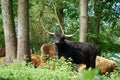 Low angle shot of a herd of wild yak in a forest