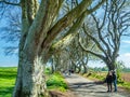 Low angle shot of high trees in the park under a blue sky