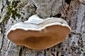 Low angle shot of the Hoof fungus mushroom Royalty Free Stock Photo