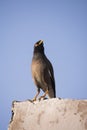 Low Angle Shot Of Indian Common Myna Acridotheres Tristis. Bird With Yellow Eyes And Legs
