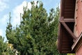 Low angle shot of internal wooden structure of an old gabled roof with a green tree in background