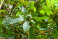 Low angle shot of the Juglans mandshurica walnuts