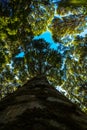 Low angle shot of a kauri tree with a close looking of its log. Looking up tree Royalty Free Stock Photo