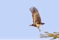 Low angle shot of a Lappet Faced Vulture flying under a blue sky and sunlight Royalty Free Stock Photo