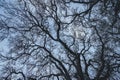 Low angle shot of leafless crooked branches of a tree against a blue sky Royalty Free Stock Photo