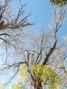 Low angle shot of leafless tree branches against a blue sky on a sunny day Royalty Free Stock Photo