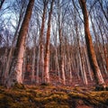 Low angle shot of leafless trees in a forest on a sunny day Royalty Free Stock Photo