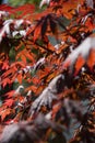 Low angle shot of the leaves of the Crimson Japanese Maple tree.