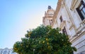 Low angle shot of a lemon tree in front of a historic building Royalty Free Stock Photo