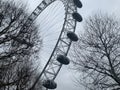 Low angle shot of the London Eye between two dry trees under a cloudy sky Royalty Free Stock Photo