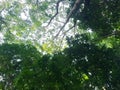 Low-Angle View Looking Up at a Dense Tropical Tree Canopy and Bright Sky Royalty Free Stock Photo