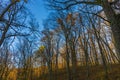 An low-angle shot looking up through a dense deciduous forest in autumn or early winter. The image is dominated by tall, slender Royalty Free Stock Photo