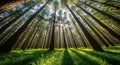 Sunlight streaming through tall pine trees in a lush green forest with long shadows on the grass nature Royalty Free Stock Photo