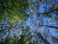 Low angle shot of a lot of tall green-leafed trees under the beautiful blue sky Royalty Free Stock Photo