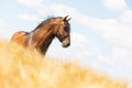 Low angle shot of a magnificent brown horse grazing on a meadow captured on a beautiful sunny day Royalty Free Stock Photo