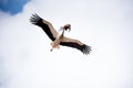 Low angle shot of a majestic and beautiful stork flying in the sky and carrying tree branches