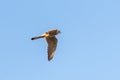 Low angle shot of a majestic common kestrel bird in flight against a blue sky