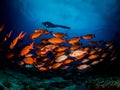 Low angle shot of many shoal fishes under the sea. Royalty Free Stock Photo