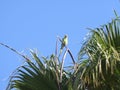 Low-angle shot of a Monk Parakeet bird perched on a tree twig Royalty Free Stock Photo