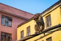 Low angle shot of a monkey on a metal pole in Kathmandu, Nepal Royalty Free Stock Photo